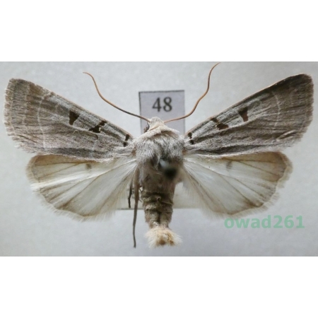 Eugnorisma glareosa (Esper, 1788) Czech48